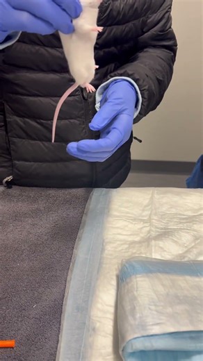 Penn Foster Externship 2 skill 44