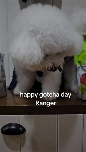 Ranger Waffles and Friends on TikTok