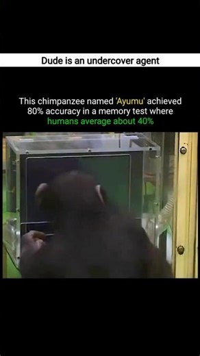 this chimpanzee is smarter than human