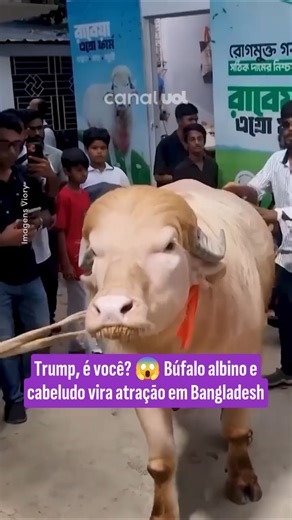 Albino buffalo: Rare animal nicknamed Donald Trump becomes a phenomenon in Bangladesh.