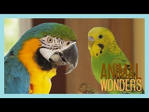 How to Introduce Two Parrots
