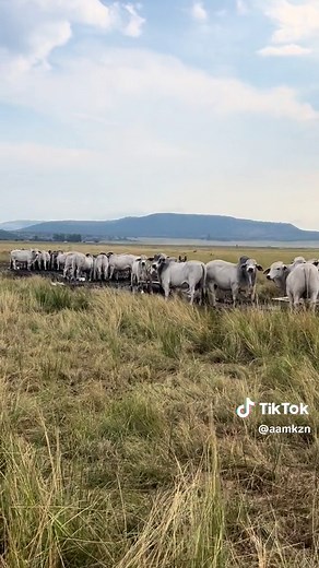 Blinkwater Boerdery Livestock Auction - Brahman Cattle for Sale