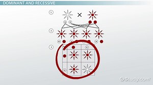 Monohybrid Cross | Definition, History & Examples - Lesson | Study.com