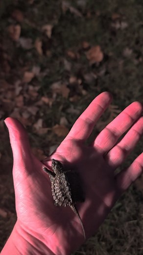 Found a baby snapping turtle while doing some winterizing. There is always something to encounter here! Snapping turtles usually hatch by October, but will stay in the nest until spring if it's too cold. This last warm weekend was enough for this one to emerge. | Twin Pine Resort