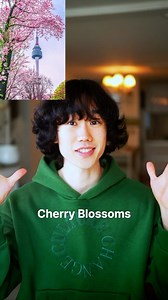 😍Cherry blossoms are in full bloom this week! So pretty! Who wants to see them? Drop a comment and I’ll post more pics! | Pronounce Korean