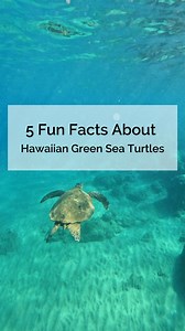 Happy World Turtle Day! 🐢💚 Hawaiian green sea turtles are full of amazing traits—from their massive size to their super breath-holding skills. Just remember: always admire from 10 feet away! #KaiKanani #Maui #Makena #Wailea #WorldTurtleDay #Honu #OceanConservation #SnorkelMaui | Kai Kanani Sailing
