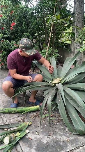Extracting agave nectar