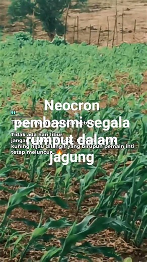 Neocron pembasmi segala rumput dalam jagung P32