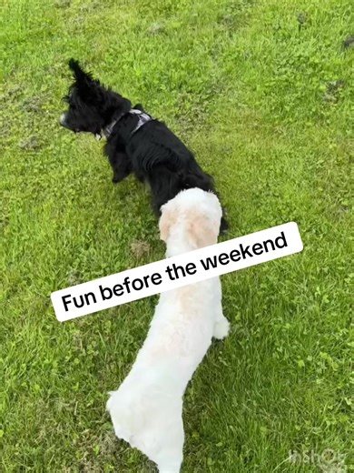 HoundHouse on TikTok