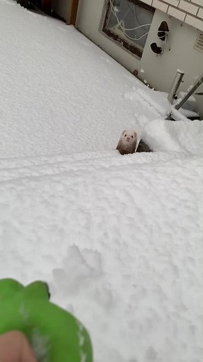 Finally some snow ❄️ #ferret #foryou #foryoupage #sweden