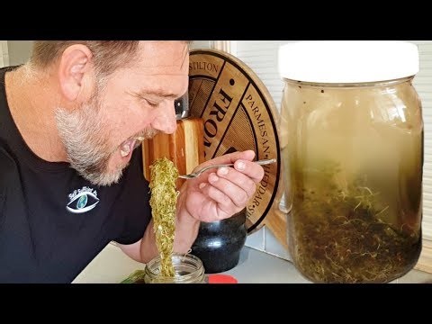 Fermented sprouts in pond water taste test | Lacto fermented food