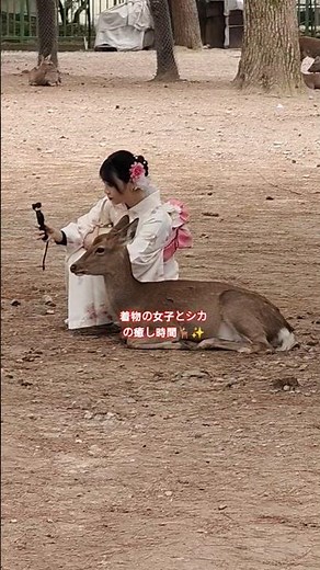 奈良公園でシカと特別な瞬間✨🦌 着物の女子と優しいシカのふれあい🤍🦌シカがまったり…癒しの時間がここに🌸🦌#NaraPark #Deer #JapanVibes