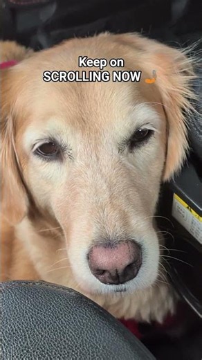For Puppy People Only 🥰 #dog #dogs #dogshorts #shorts #goldenretriever #puppylove