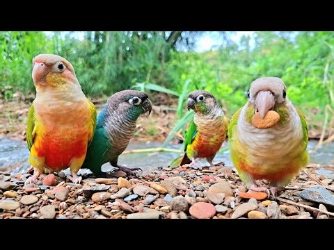 This video with the sounds of birds and flowing water will help your bird relax : Pineapple conure