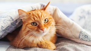 Orange cat mystery solved, unique gene identified by scientists
