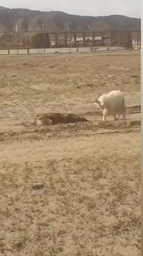 Very funny wolf 🐺 Follow us Wolf lovers world . #wolf #wolfdog #wolves #dogs #wolfdog #wolfgirl #animal #wildanimal #snowwolf #animals #roar #pet #homies #bravo #americanwolf #life #morningwolf #native #nativeculture #wolfcommunity #wolfdogpuppy #lonewolf #siberianwolf #wolfdoggy #wolflove #highcontentwolf #wolfdoglove #wolfdogclub #wolfdoghybrid #americanwolfdog | Wolf lovers world