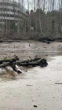 Low Tide at North Wind's Weir, Tukwila, Washington