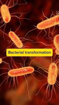 🦠GENETIC TRANSFORMATION OF BACTERIA