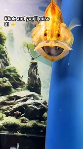 Adding some 24K gold to the tank today! ✨ The Golden Mandarin Perch is just built different. Would you keep this monster?" #monsterfishkeeping #predatorfish #siniperca #freshwateraquarium #exoticfish | AQUA VISTA