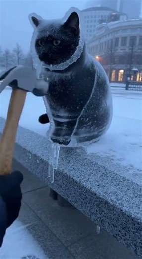 Help black cat frozen #cat #blackcat #frozen