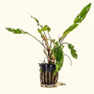 Cryptocoryne Lutea | Fish Tank Plants | Live Aquarium Plants for Sale
