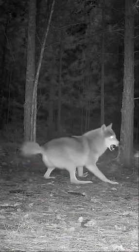 Night Vision Cam Caught terrifying moment in jungle