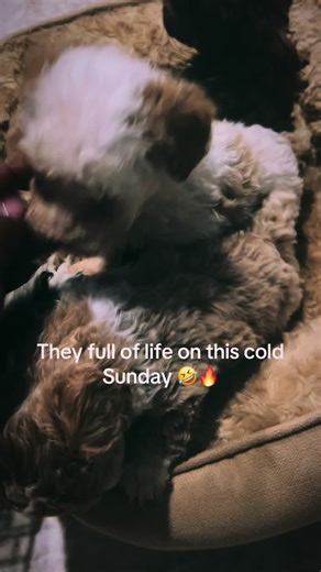 #havapoo #breeder #fvp #puppies | puppies