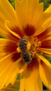 I just spotted the cutest bee! Halictus ligatus bees, or ligated furrow bees/sweat bees, are a beneficial species. They pollinate various wildflowers and crops, making them invaluable. While they're attracted to sweat, they're only aggressive when defending their nests. #bees #pollination #pollinators #coreopsis #flowers #gardencenterlife #richmondtexas #texas #ihopethatsthecorrectnameforthisbee | Enchanted Gardens