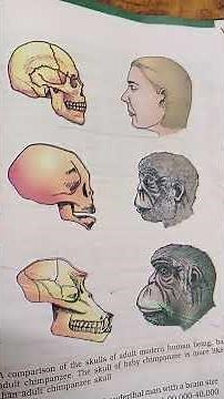 The Secret History of Evolution Theory (And Why It Matters Today)#