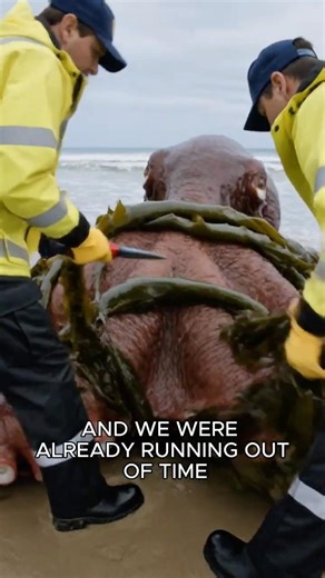 Giant octopus trapped on beach fighting for its life #rescue #animals #wildlife