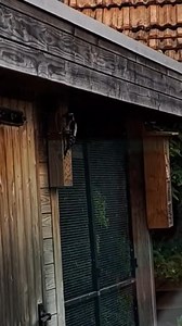 10K views · 129 reactions | De bonte specht had alle dicht gemetselde gaatjes open gehakt, dus was ik bang dat eer geen eitjes over gebleven waren. Zo te zien toch nog genoeg. Video : Tineke Jansen | de groene wereld | Facebook