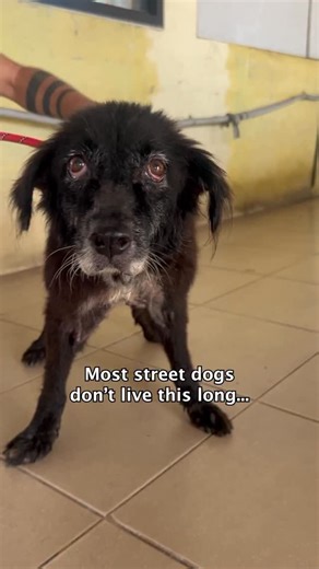 Happy Doggo on Instagram: "Birdie did everything to avoid being helped. She darted out of eye sight, jumped in front of moving traffic and ran across roads all because she didn’t know who to trust.😔💔 When we finally were able to get her to the Land we realised this older lady had a lot of health problems. 🏥 Over the last few months, we’ve built her back up, she’s formed relationships of a lifetime with her bestie Soup and her companion Anthony and today… she was given the best news yet. A gol