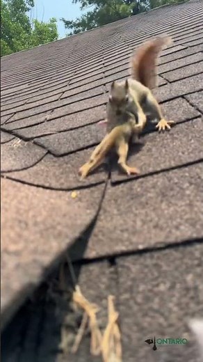 Baby Squirrels Removed From Waterloo Home Attic