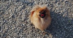 Overhead view of cute Deutscher Spitz sitting on ground. High angle view of funny cream-colored German Spitz with tongue out sitting outdoors