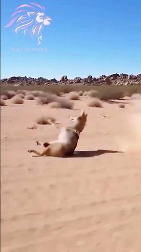 Coyote vs Road Runner Bird BEP BEP 🪽🤣 #roadrunner #funny #shortvideo #roadrunners #wildlife