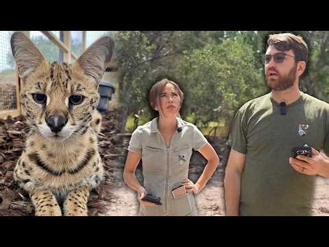 Sneak Peak of Our Serval's Enclosure!