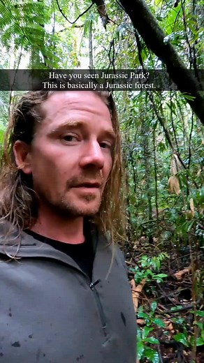 Explore the Majestic Gondwana Forests: A UNESCO World Heritage Site