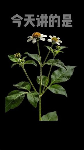 听故事学中药今天讲的是#鬼针草 #植物科普 #涨知识 #中药材