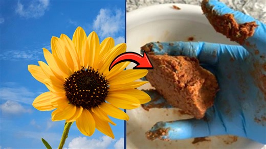 Would you eat sunflower meat? Scientists say it's good for you (and the planet)