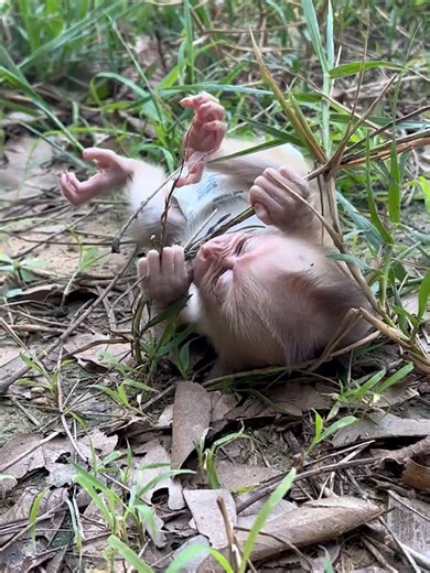 8.3K views · 241 reactions | Donald goes foraging! | M.Twns Fans | Facebook