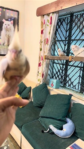 Cockatiel Taming Process 🐦 | From Scared to Super Friendly