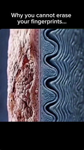 Why You Can NEVER Erase Your Fingerprints! 🖐️ #science #shorts #viral #trending
