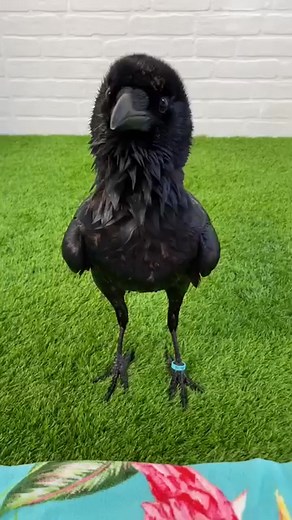 She can't be more beautiful #raven #crow #fyp #foryou | The black crow