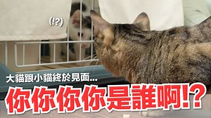 289K views · 10K reactions | 終於終於可以換房間啦～～ 蟲蟲危機正式解除！ 蕾夢的部分目前看起來適應的沒有問題...