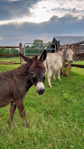 Donkey Bath Time Fun