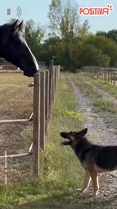 31K views · 587 reactions | Petite course entre un cheval et un chien 﫶 | POSITIVR | Facebook
