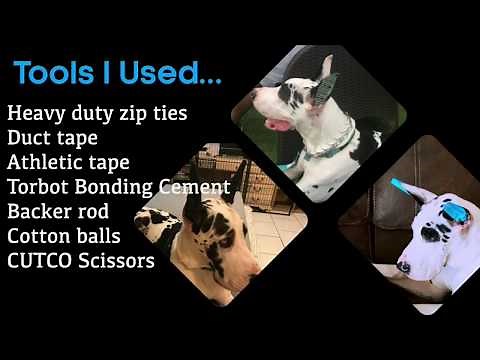 Great Dane: Ear Post (Zip Tie & Backer Rod Method)