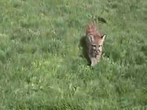 Baby mountain lion