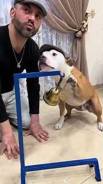 How to Properly Train Your Dog 🐶 | Easy Dog Training Tips for Beginners