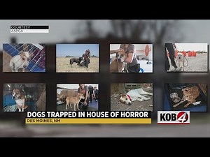 Dog hoarding case leads to questions about state animal welfare system